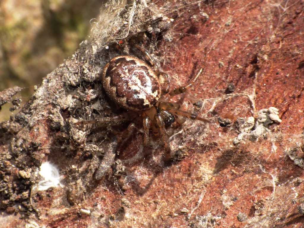 Leviellus sp. - Ostia Antica (RM)